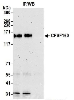 Rabbit anti-CPSF160 Antibody