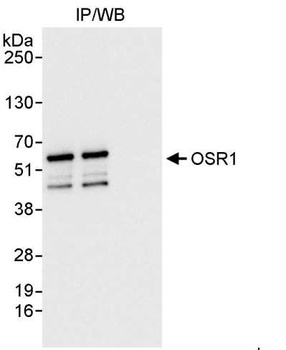 OSR1 Antibody
