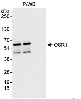 Rabbit OSR1 Antibody