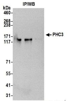 PHC3 Antibody