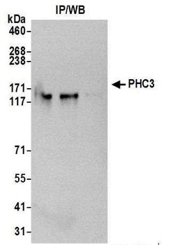 Rabbit anti-PHC3 Antibody