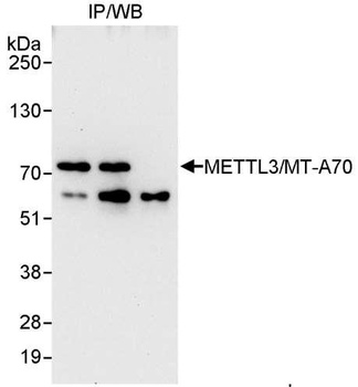 Rabbit anti-METTL3/MT-A70 Antibody