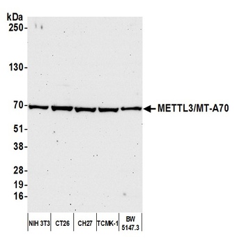 Rabbit anti-METTL3/MT-A70 Antibody
