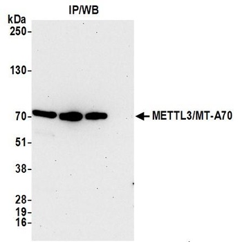 Rabbit anti-METTL3/MT-A70 Antibody