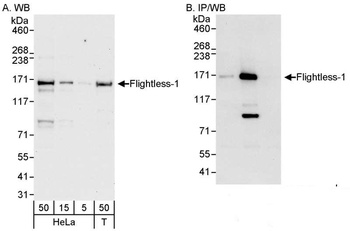 Rabbit anti-Flightless-1 Antibody