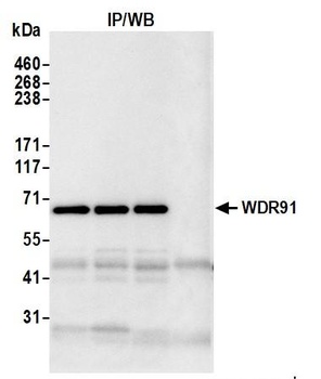 WDR91 Antibody