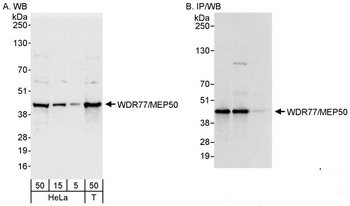 Rabbit anti-WDR77/MEP50 Antibody