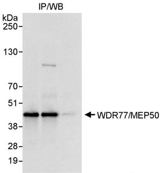 Rabbit anti-WDR77/MEP50 Antibody