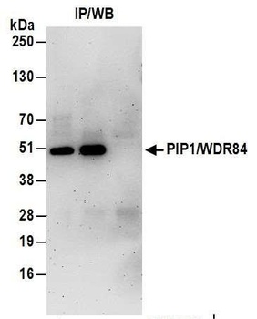 PIP1/WDR84 Antibody