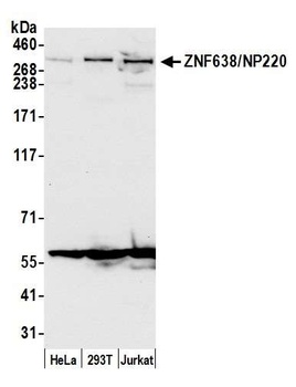 ZNF638/NP220 Antibody
