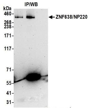 Rabbit anti-ZNF638/NP220 Antibody