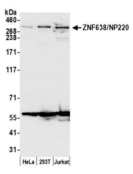 Rabbit anti-ZNF638/NP220 Antibody
