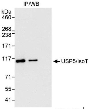 Rabbit anti-USP5/IsoT Antibody