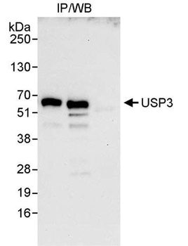 Rabbit anti-USP3 Antibody