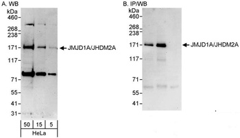 Rabbit JMJD1A/JHDM2A Antibody