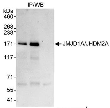 Rabbit JMJD1A/JHDM2A Antibody