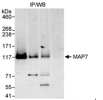 Rabbit anti-MAP7 Antibody