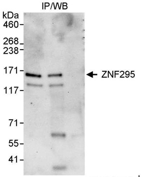 Rabbit anti-ZNF295 Antibody