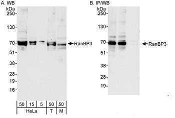 Rabbit anti-RanBP3 Antibody