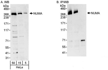 Rabbit anti-NUMA Antibody