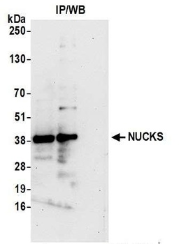 Rabbit NUCKS Antibody