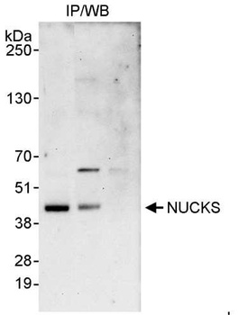 Rabbit NUCKS Antibody