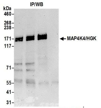 MAP4K4/HGK Antibody