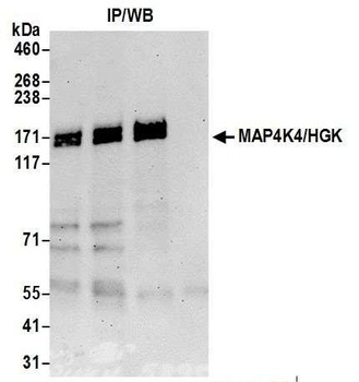 Rabbit anti-MAP4K4/HGK Antibody