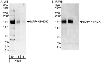 Rabbit anti-MAP4K4/HGK Antibody