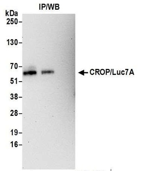 Rabbit CROP/Luc7A Antibody
