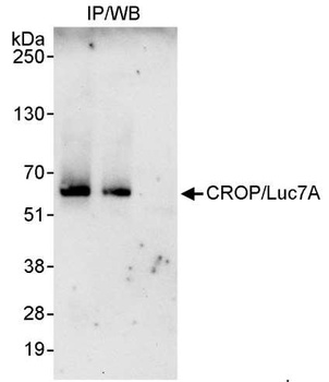 Rabbit anti-CROP/Luc7A Antibody