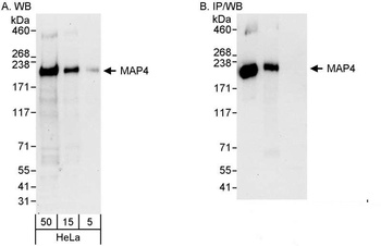 Rabbit anti-MAP4 Antibody