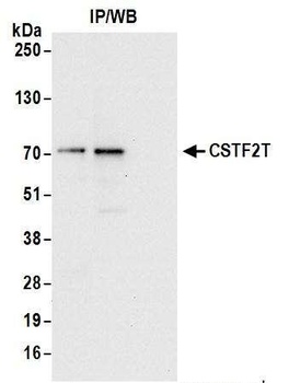 Rabbit anti-CSTF2T/TauCSTF64 Antibody
