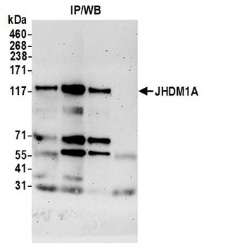 Rabbit anti-JHDM1A Antibody
