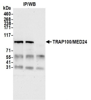 Rabbit anti-TRAP100/MED24 Antibody