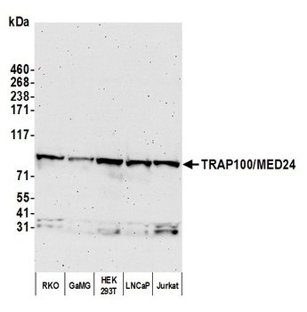 TRAP100/MED24 Antibody