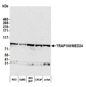 Rabbit anti-TRAP100/MED24 Antibody