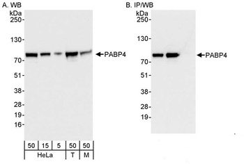 PABP4 Antibody