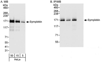 Rabbit anti-Symplekin Antibody