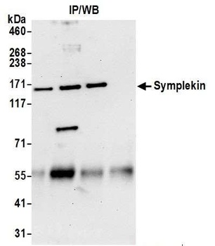 Rabbit anti-Symplekin Antibody