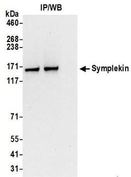 Rabbit anti-Symplekin Antibody