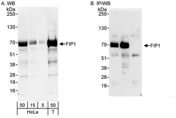 Rabbit anti-FIP1 Antibody