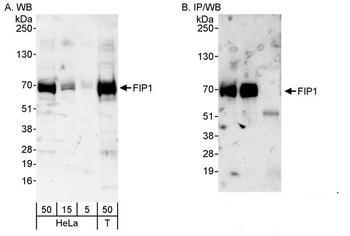 Rabbit anti-FIP1 Antibody