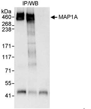 Rabbit MAP1A Antibody