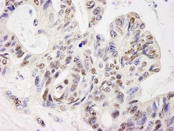 Rabbit anti-ELF1 Antibody