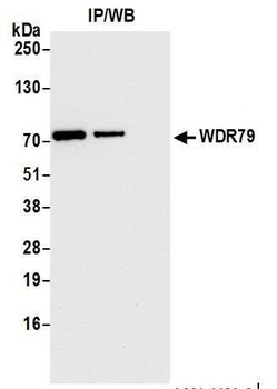Rabbit anti-WDR79 Antibody