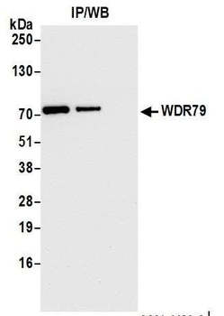 WDR79 Antibody