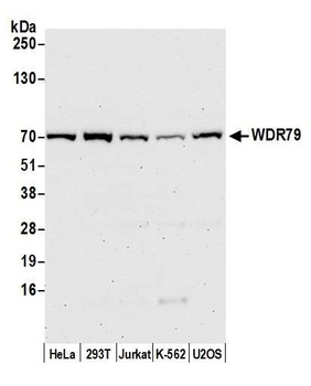 Rabbit anti-WDR79 Antibody