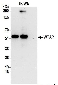 Rabbit anti-WTAP Antibody