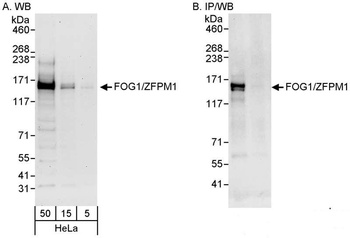 Rabbit anti-FOG1/ZFPM1 Antibody